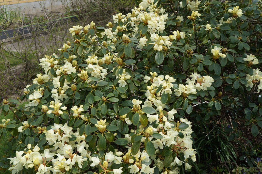 R. chrysanthum x wardii april 2020